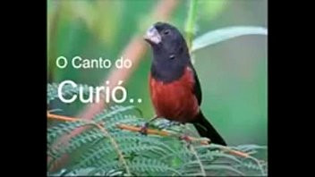 Play Canto lírico com o cu