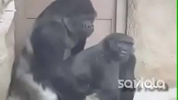 Play SEXO ANIMAL